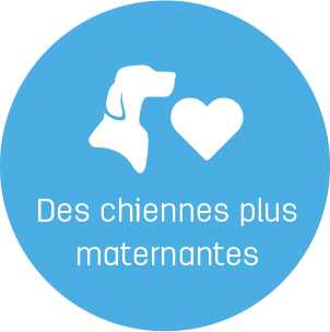 chiennes maternantes