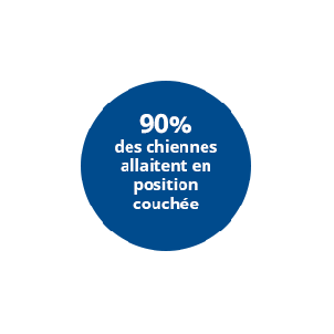 90% des chiennes allaitent en position couchée avec ADAPTIL