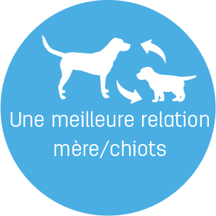 relation mère chiot